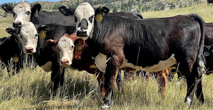 All Cattle