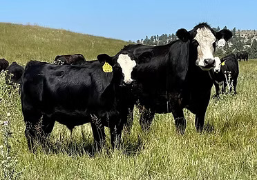 Females for Sale