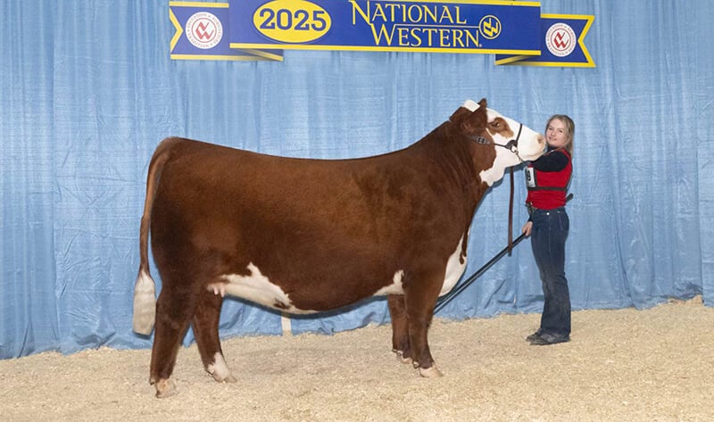 Female cow Rosie Young