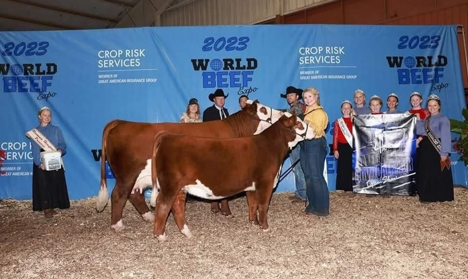 Female cow Rosie angle 2