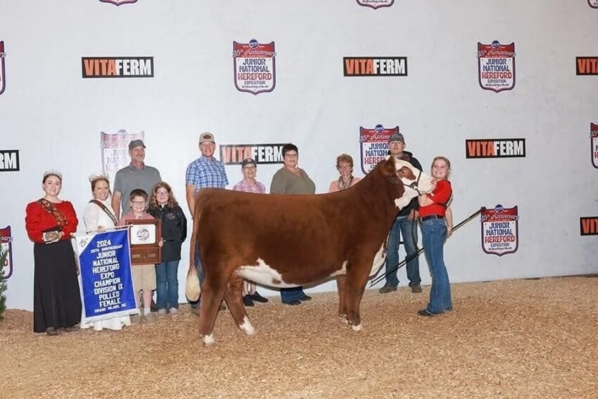 Female cow Rosie angle 3