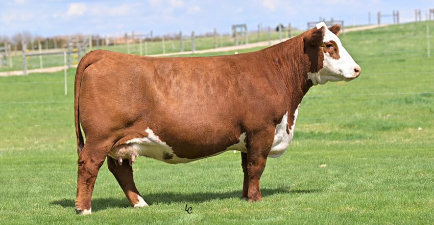 Female cow Rosie
