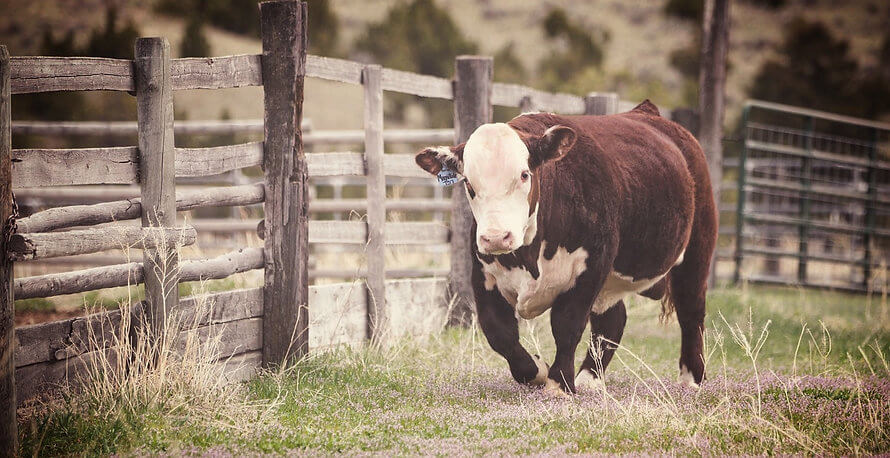 Cow running on ranch
