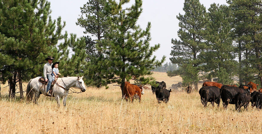Cowboy and son herding cattle