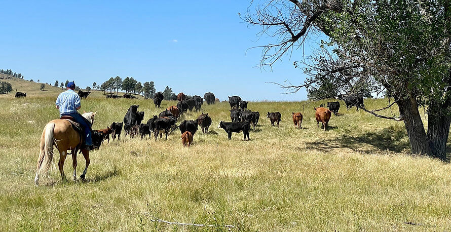Cowboys herding cattle on ranch
