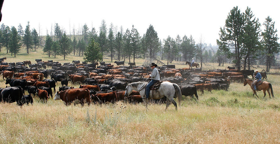 Cowboys herding cattle