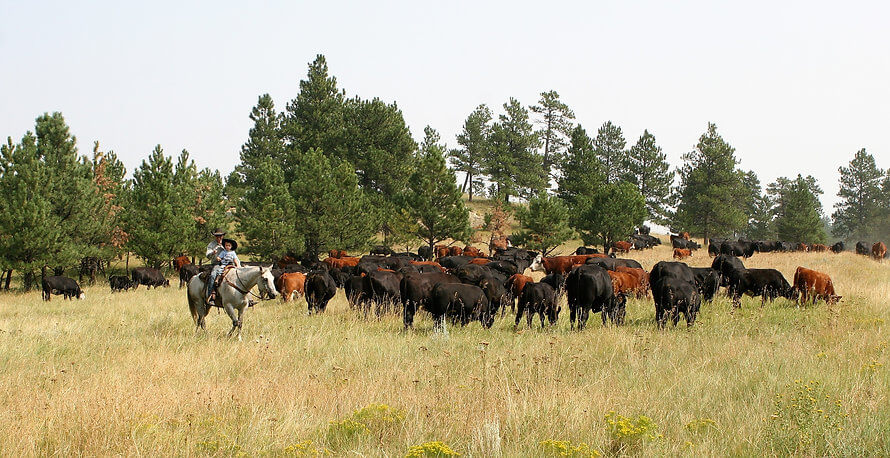 Herd of cattle eating grass