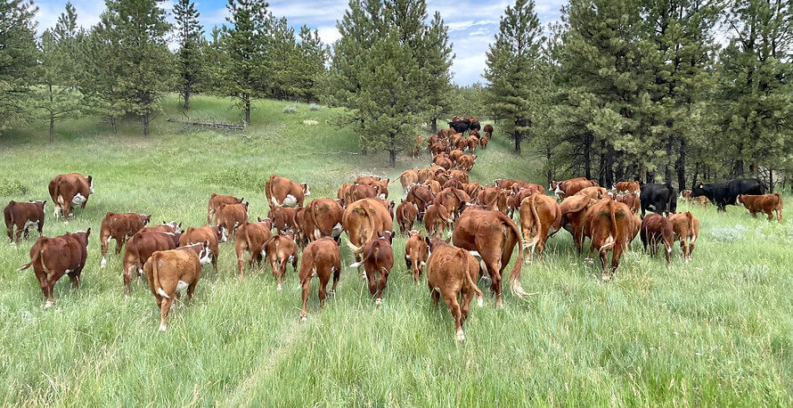 Herd of cattle on ranch