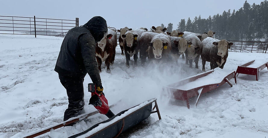 Man and cattle in snow