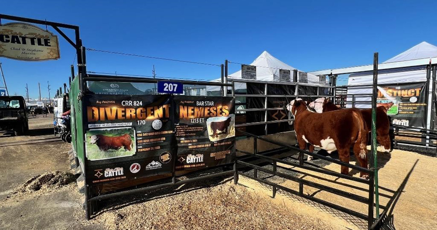 cows in pen next to banner